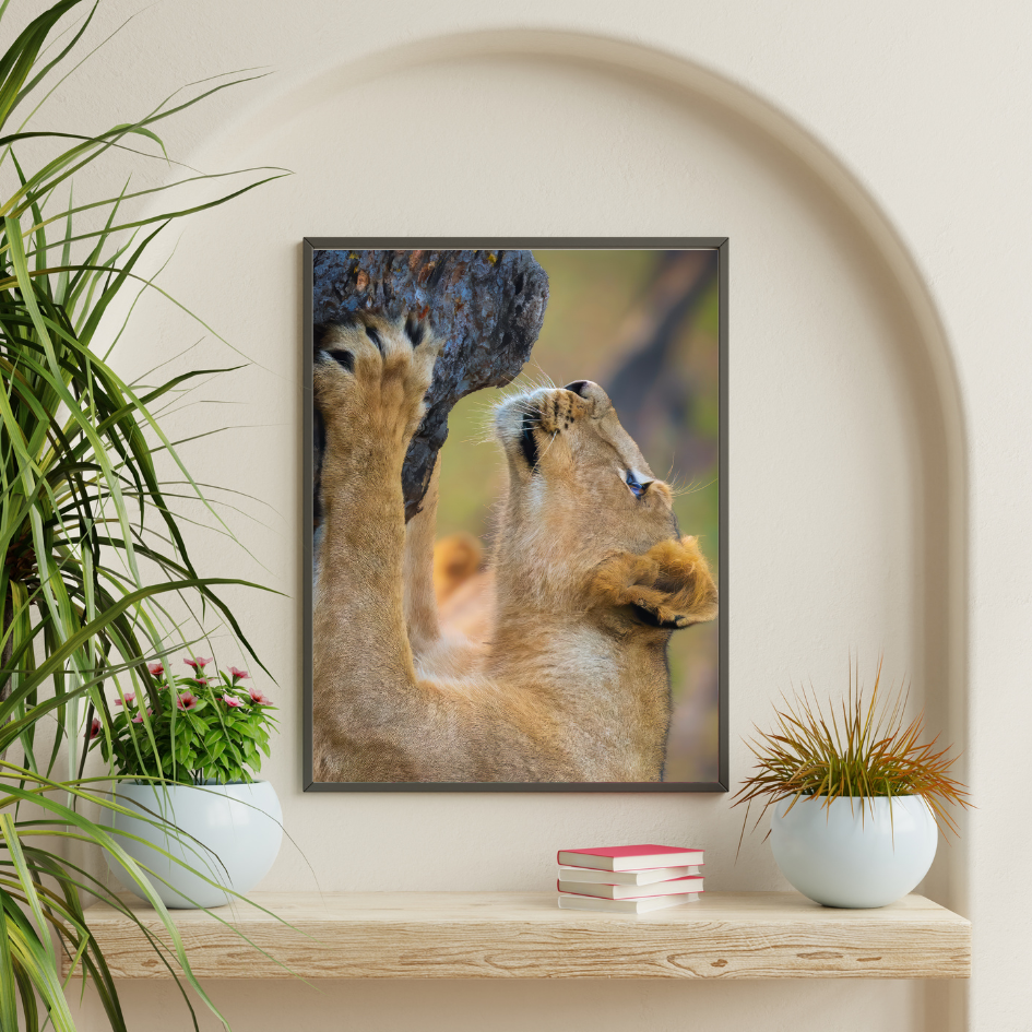 THE WILD PORTRAITS