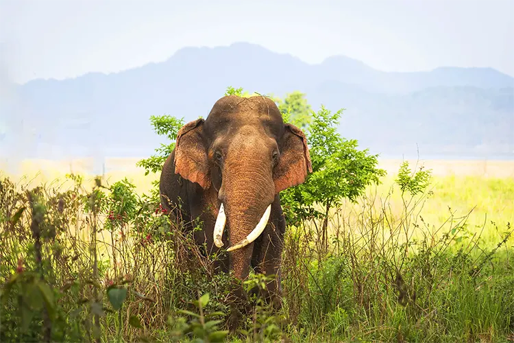 Elephants Arts