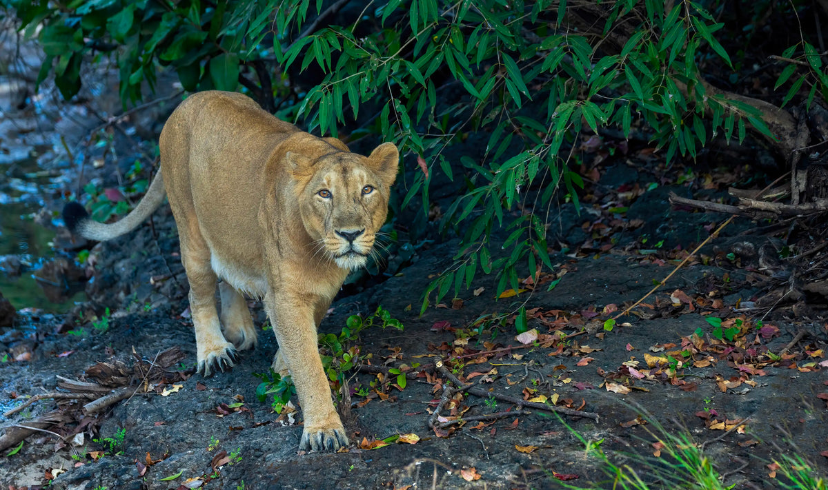 THE PRIDE