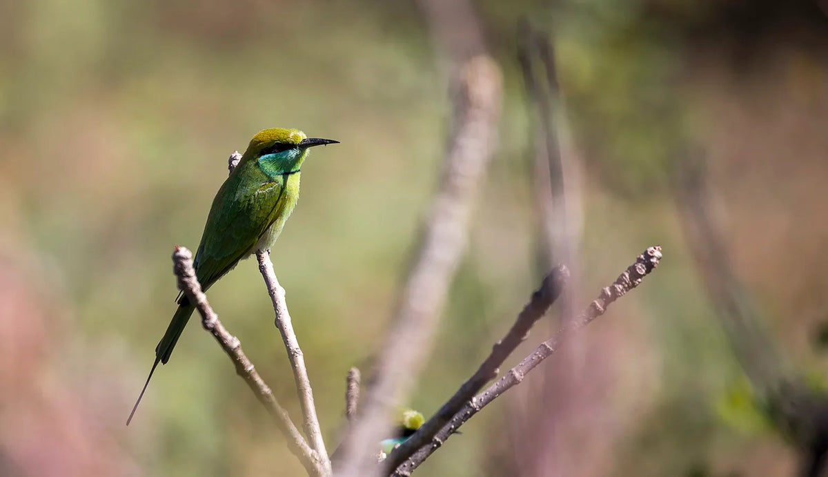 THE AVIAN