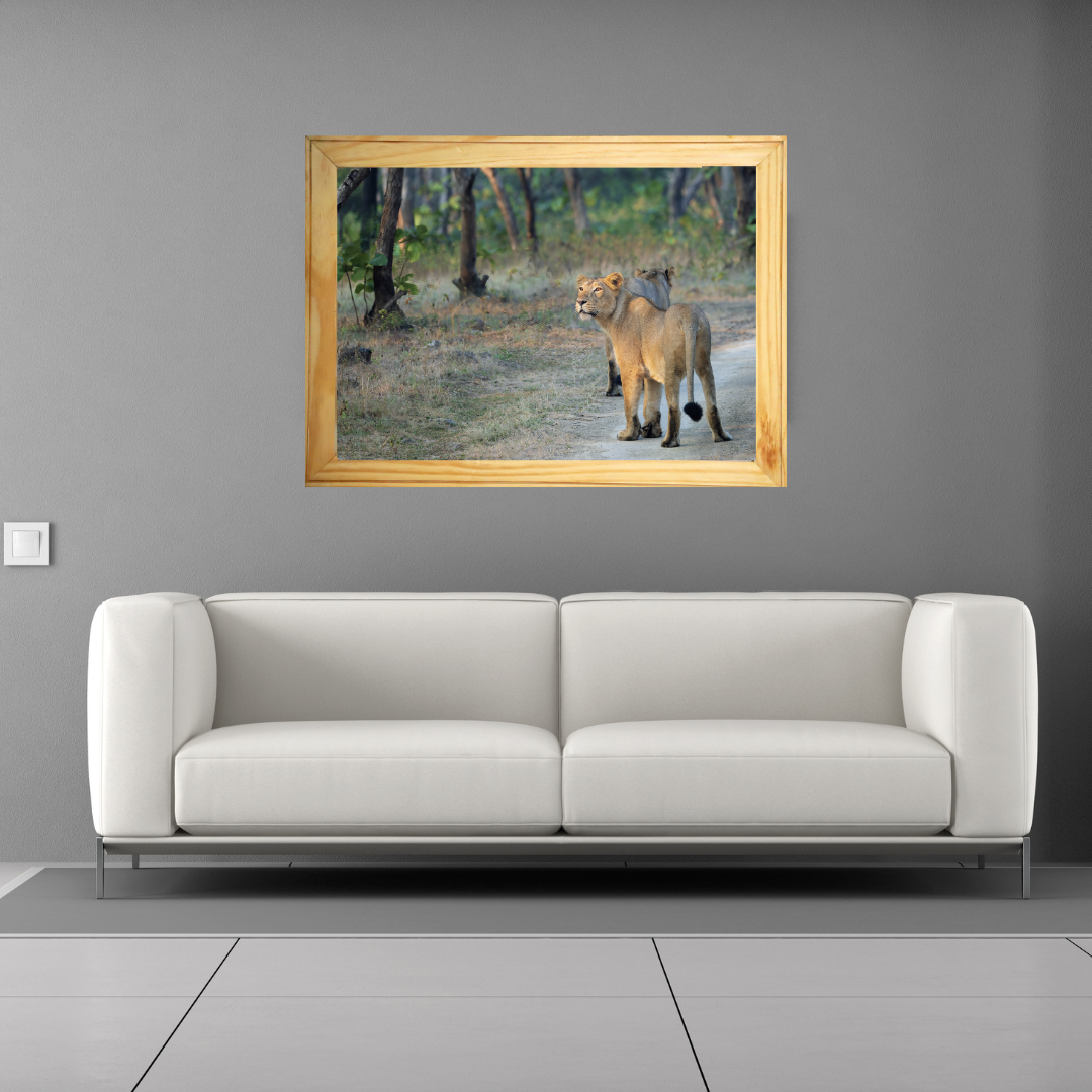 Lioness in Golden Light – Premium Wildlife Wall Art | Framed Fine Art Collection for Living Room, Office & Luxury Interiors