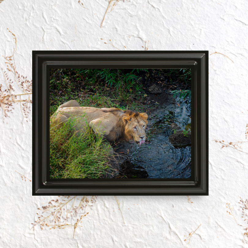 The Thirst of a King – Lion Fine Art Wildlife Photo Fine Art for Collectors