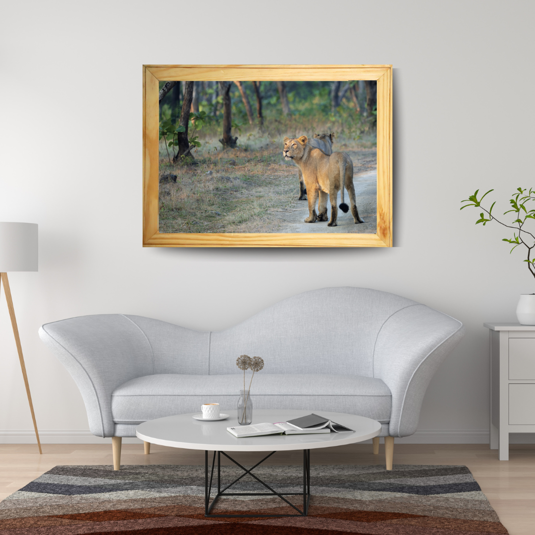 Lioness in Golden Light – Premium Wildlife Wall Art | Framed Fine Art Collection for Living Room, Office & Luxury Interiors