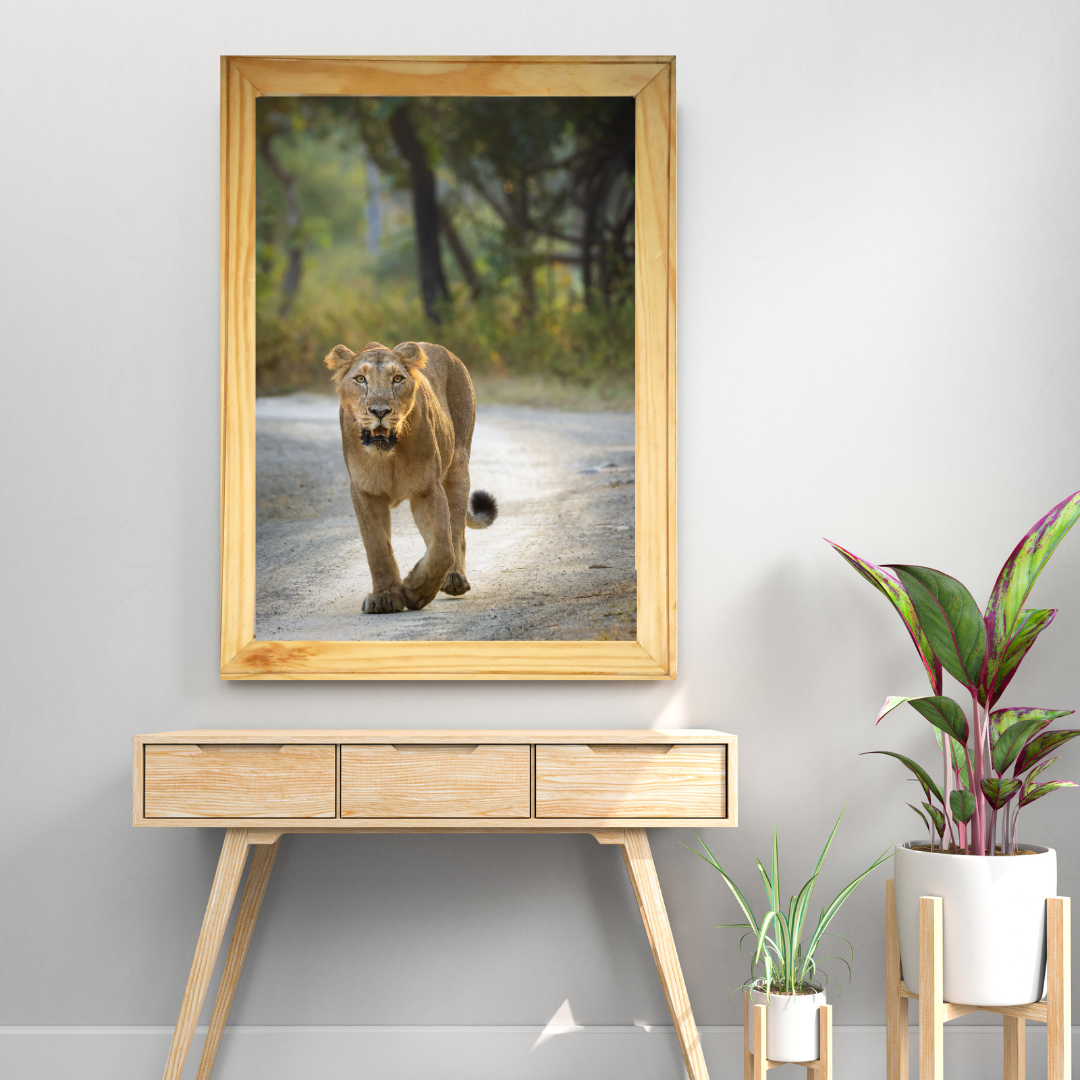 Fearless Lioness Walking – Premium Wildlife Fine Art