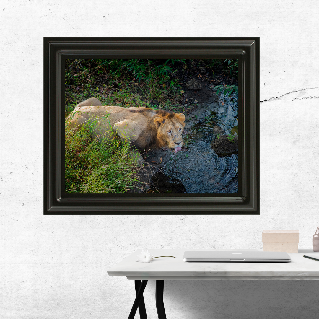 The Thirst of a King – Lion Fine Art Wildlife Photo Fine Art for Collectors