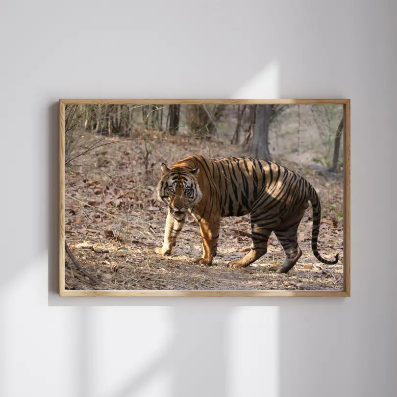 Tiger Securing Its Territory — Tiger, Fine Art Photography | Limited Edition