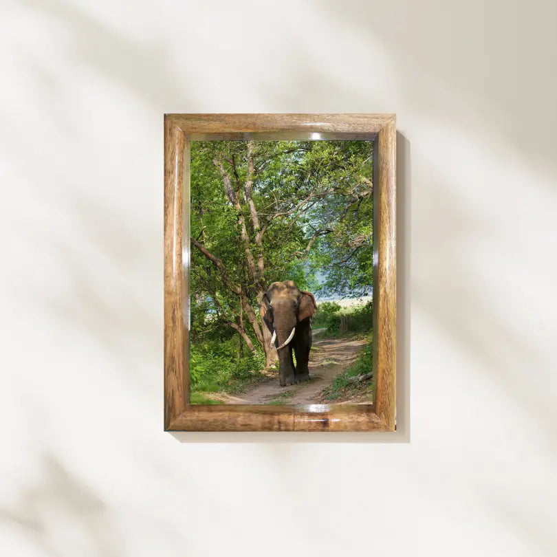 Through the Canopy — Elephant, Fine Art Photography | Limited Edition
