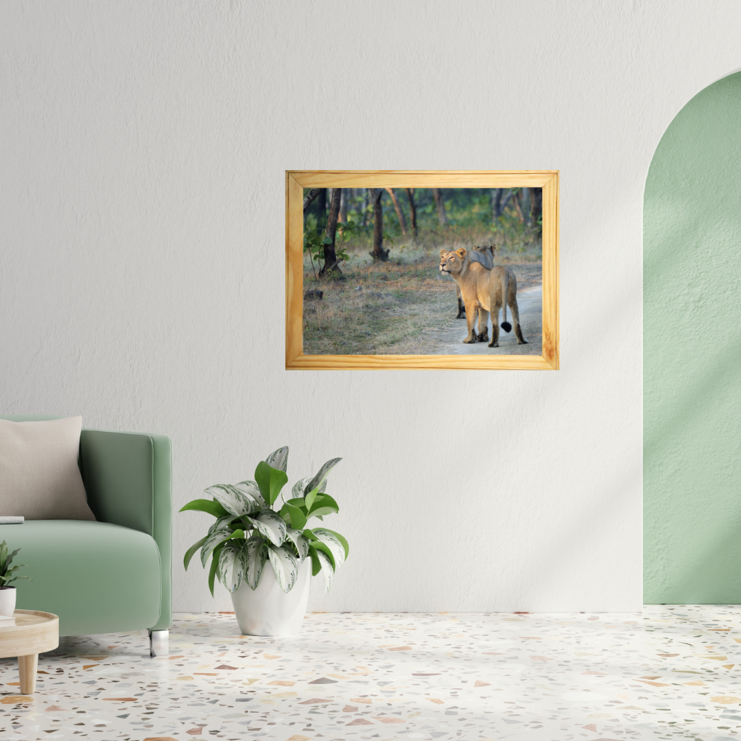 Lioness in Golden Light – Premium Wildlife Wall Art | Framed Fine Art Collection for Living Room, Office & Luxury Interiors