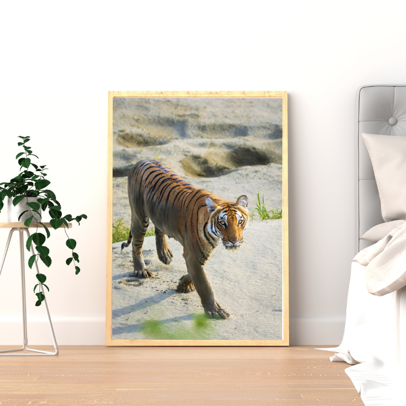 Emergence — Tiger, Fine Art Photography | Limited Edition