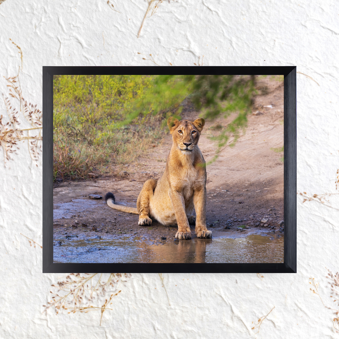 Guardian of the Trail – Lioness Wildlife Art Print
