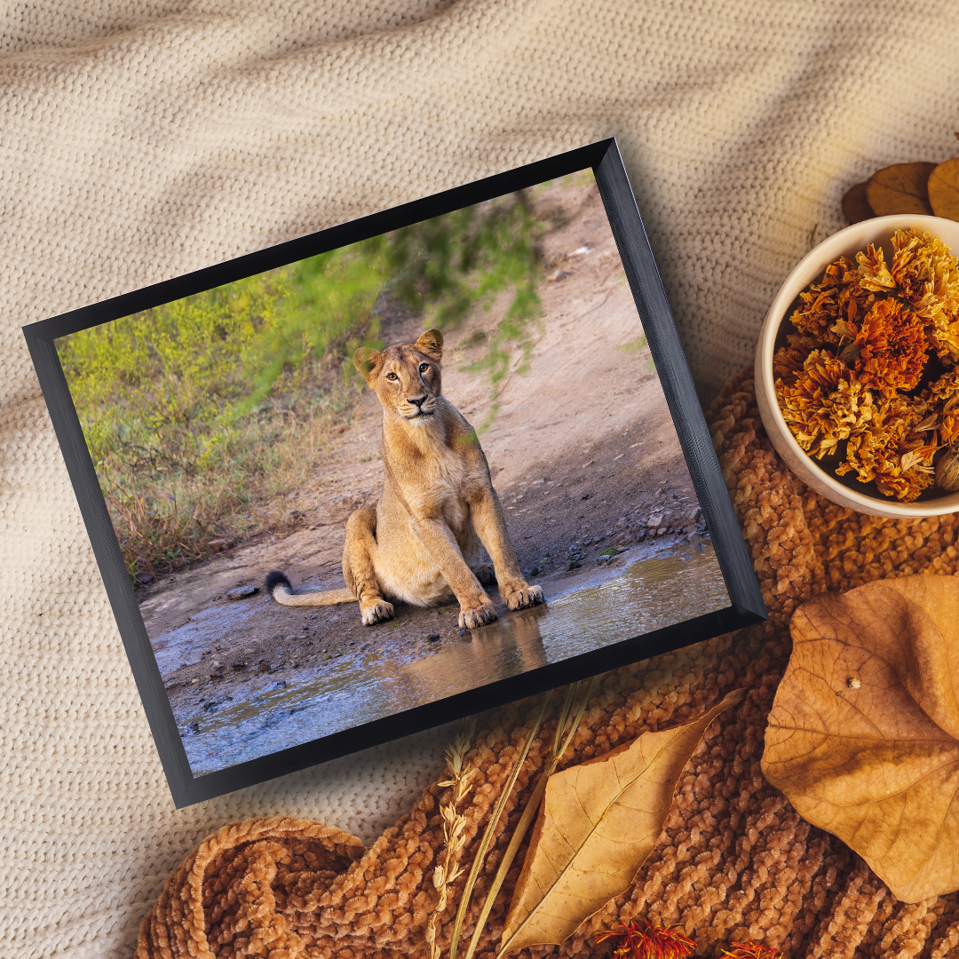 Framed picture of a lioness sitting by a waterhole on a textured surface with dried leaves and flowers.