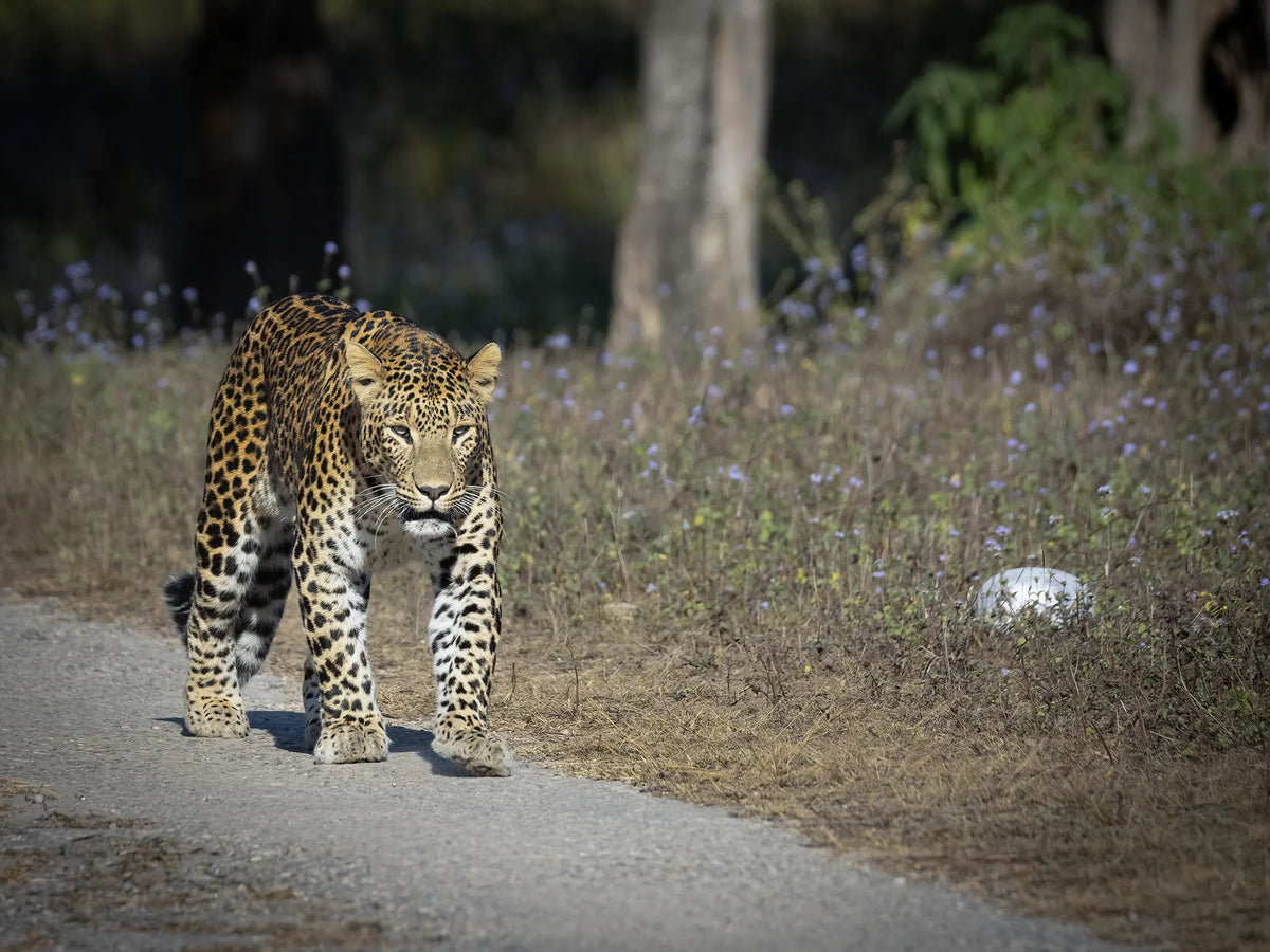 Leopard walking on a path in a natural setting with trees and grass.