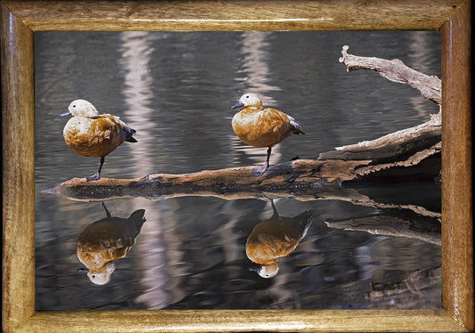 Dreams on Water | wildlife photo art | wildlife artwork for Art Collector