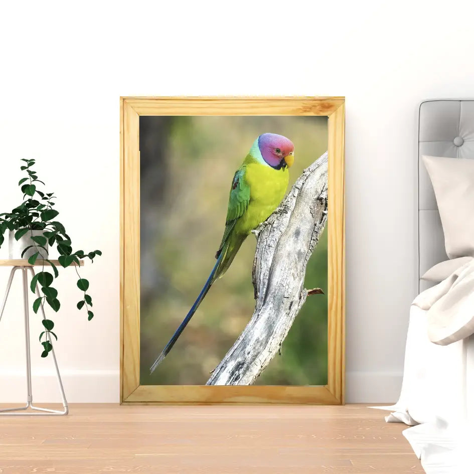 The Hidden Gem of Panna — Parakeet, Fine Art Photography | Limited Edition