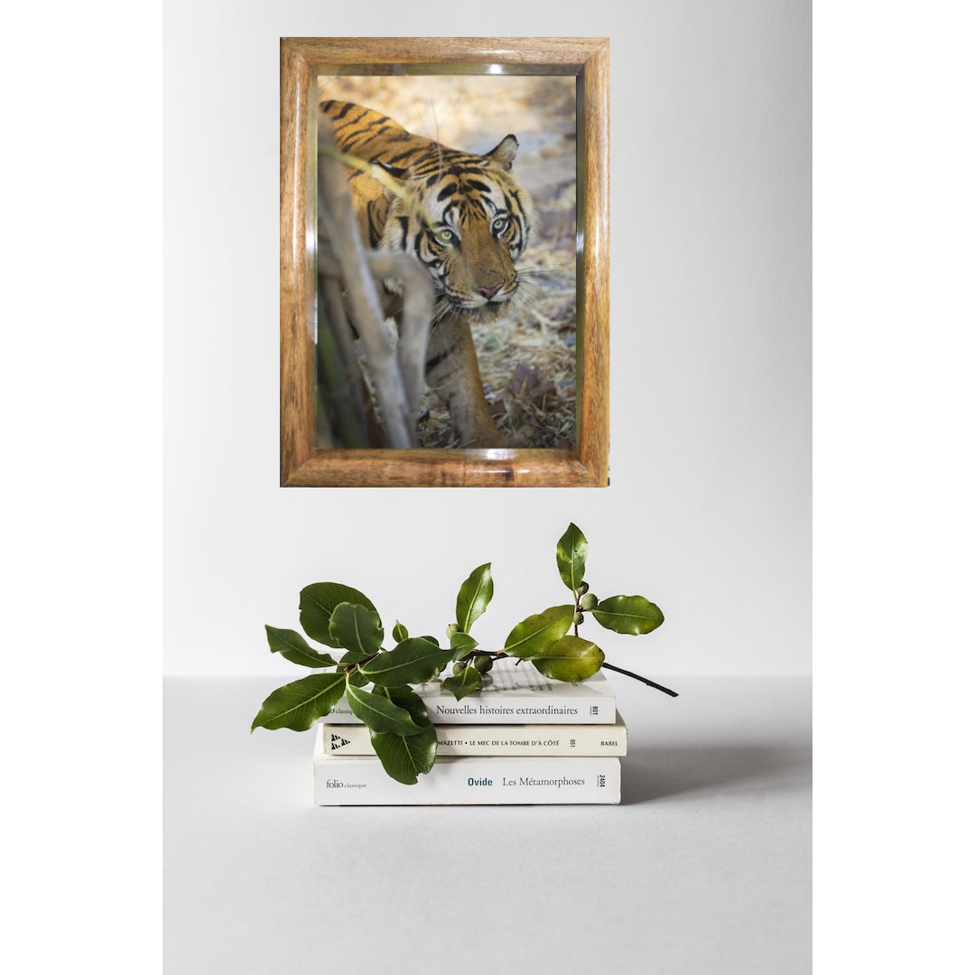 Tiger's Gaze — Tiger, Fine Art Photography | Limited Edition