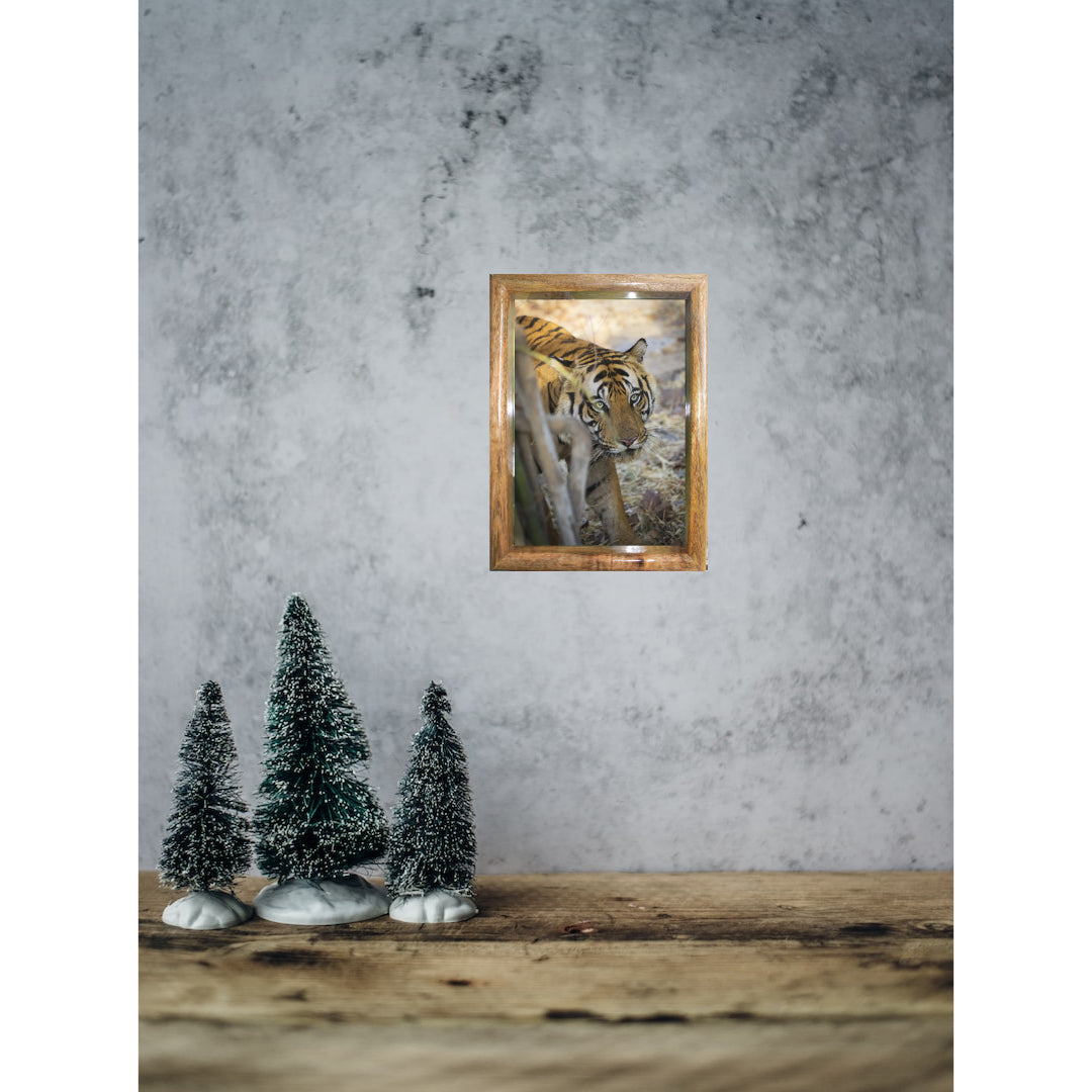 Tiger's Gaze — Tiger, Fine Art Photography | Limited Edition