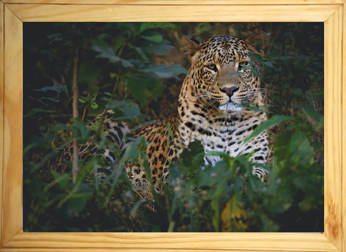 Mowgli: The Sunlit Phantom — Leopard, Fine Art Photography | Limited Edition