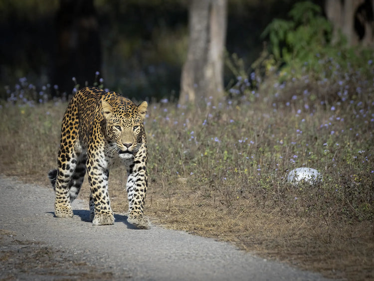 LEOPARDS