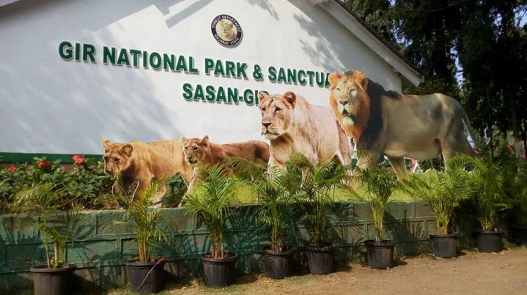 GIR — THE LION'S LAST FOREST