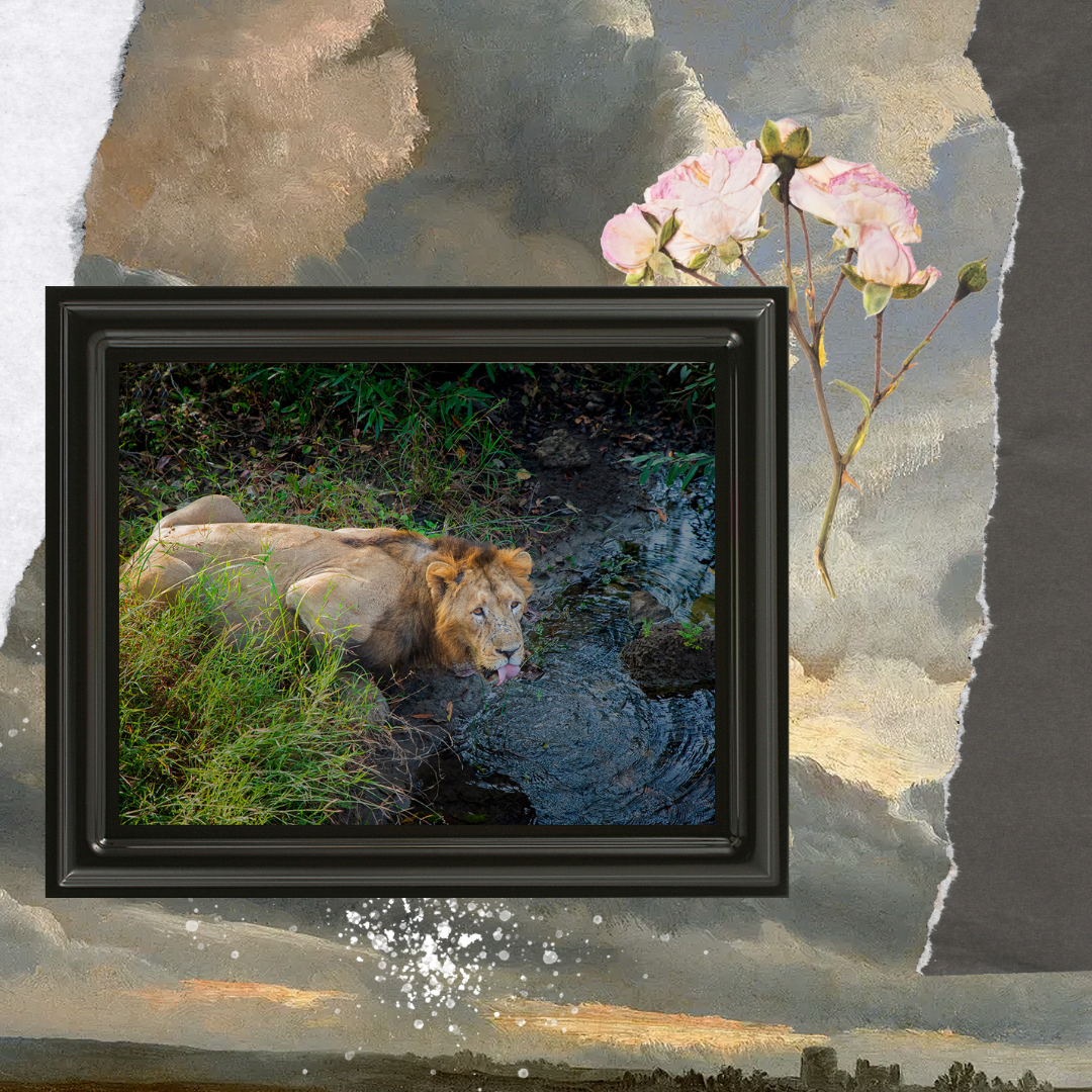 The Thirst of a King – Lion Fine Art Wildlife Photo Fine Art for Collectors
