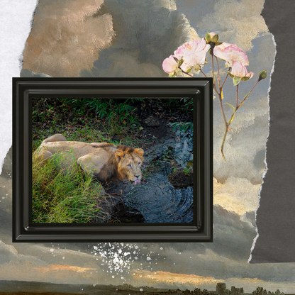 The Thirst of a King – Lion Fine Art Wildlife Photo Fine Art for Collectors