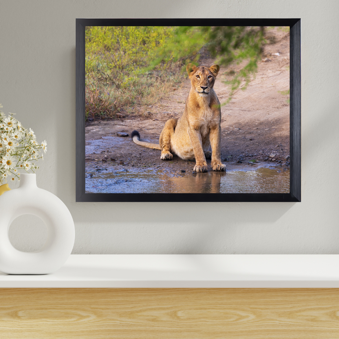 Guardian of the Trail – Lioness Wildlife Art Print