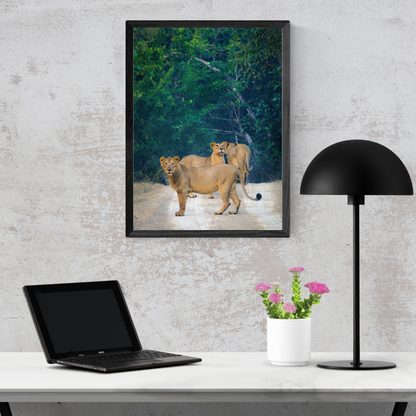 Sentinels of the Jungle – Lion Pride Fine Art Photography