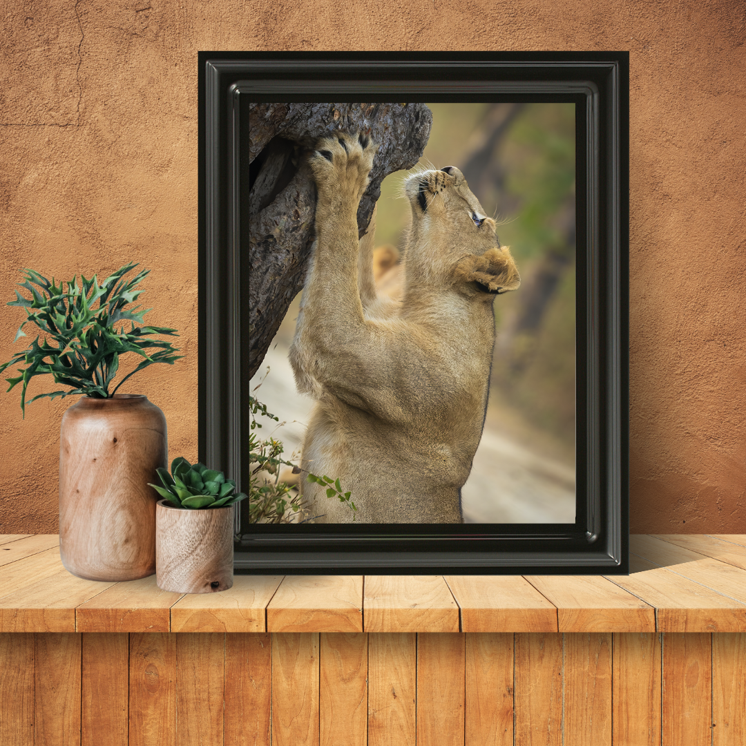 Reaching for the Wild – Lioness Fine Art Wildlife Photography Print