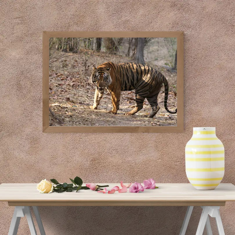 Tiger Securing Its Territory — Tiger, Fine Art Photography | Limited Edition