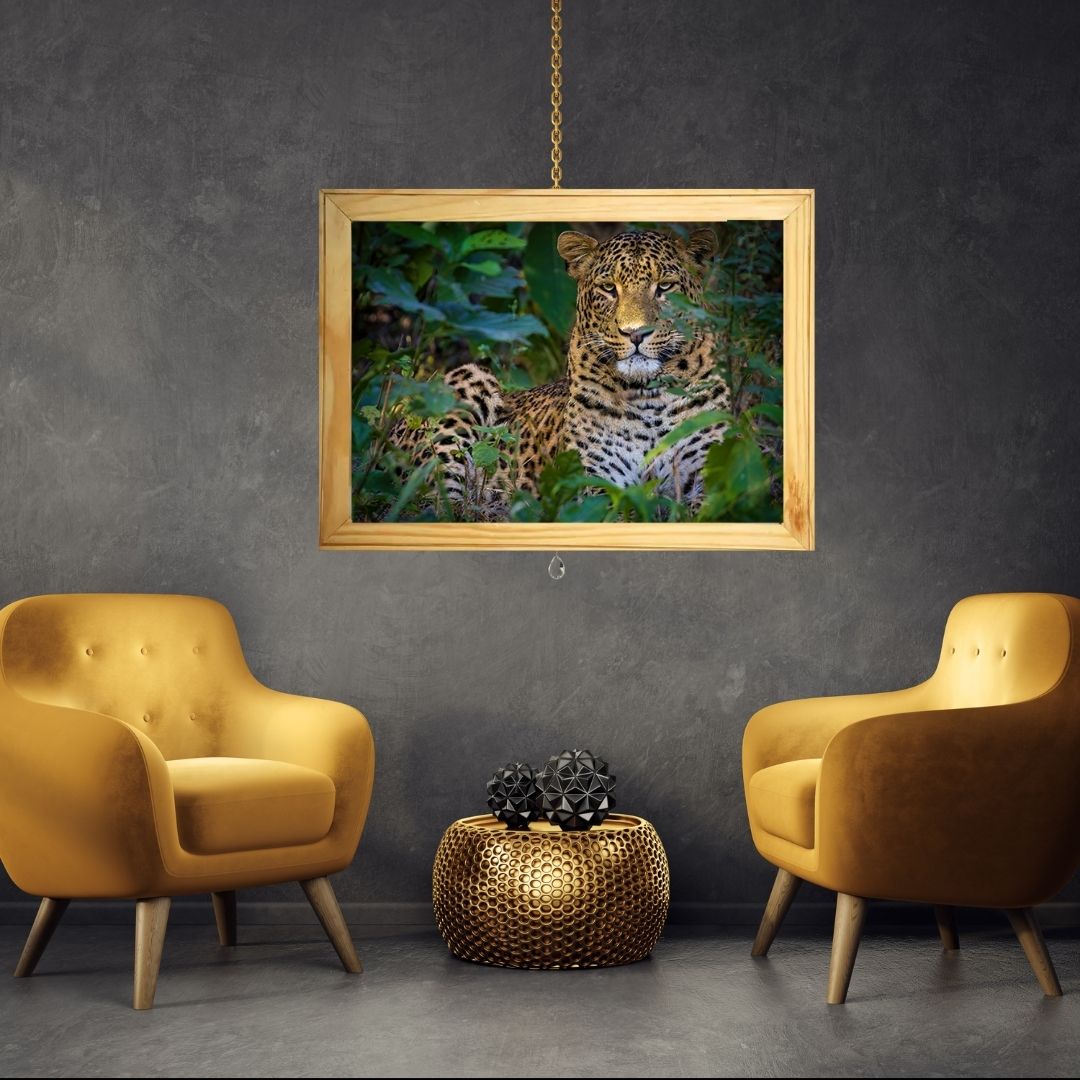Mowgli: The Sunlit Phantom — Leopard, Fine Art Photography | Limited Edition