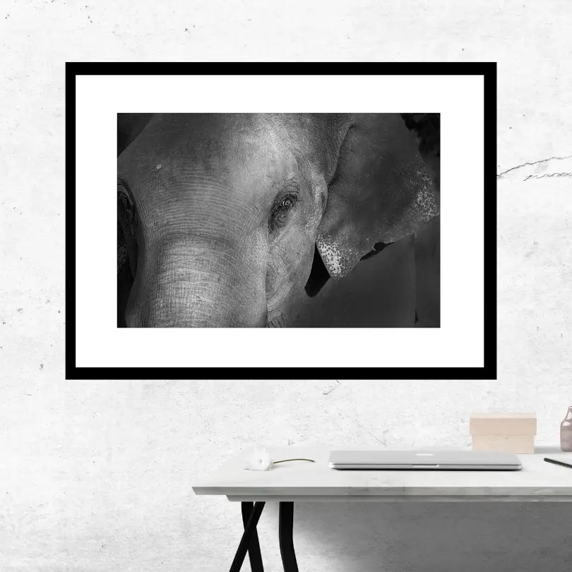 Grace in the Shadows — Elephant, Fine Art Photography | Limited Edition