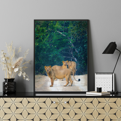 Sentinels of the Jungle – Lion Pride Fine Art Photography