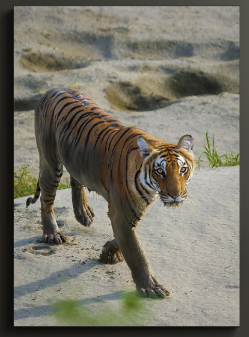 Emergence — Tiger, Fine Art Photography | Limited Edition