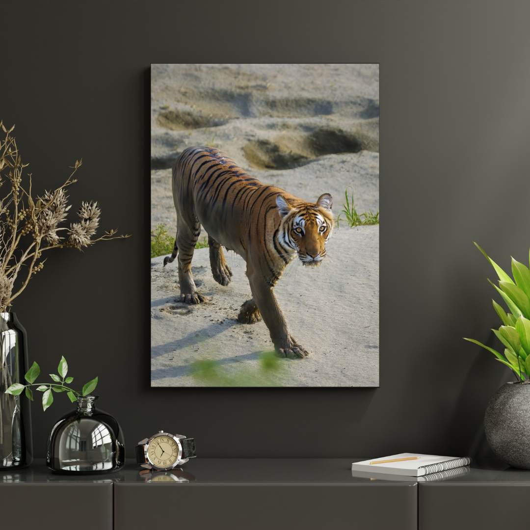 Emergence — Tiger, Fine Art Photography | Limited Edition