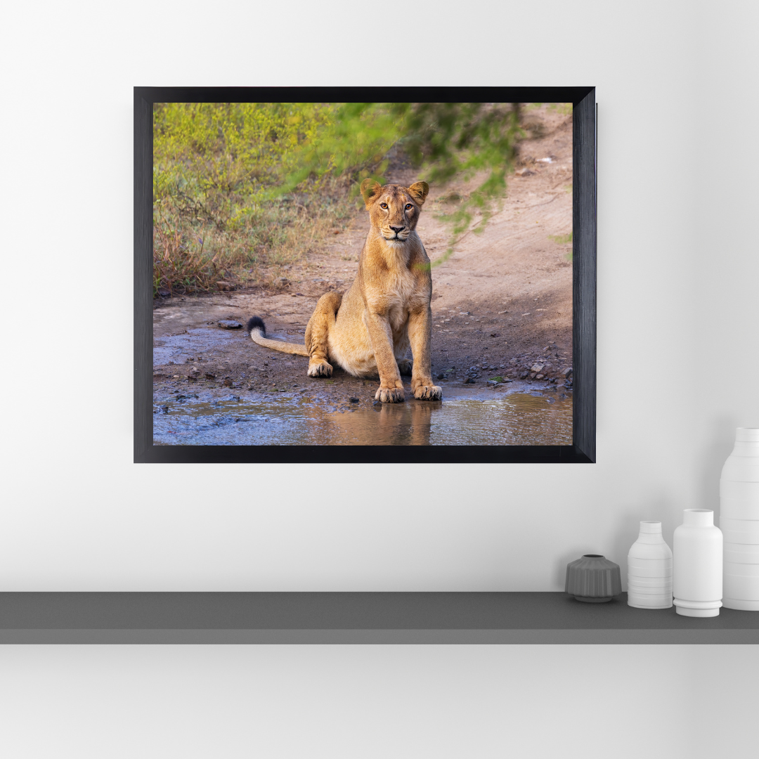 Guardian of the Trail – Lioness Wildlife Art Print