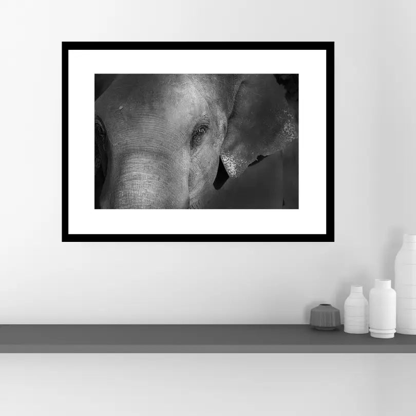 Grace in the Shadows — Elephant, Fine Art Photography | Limited Edition