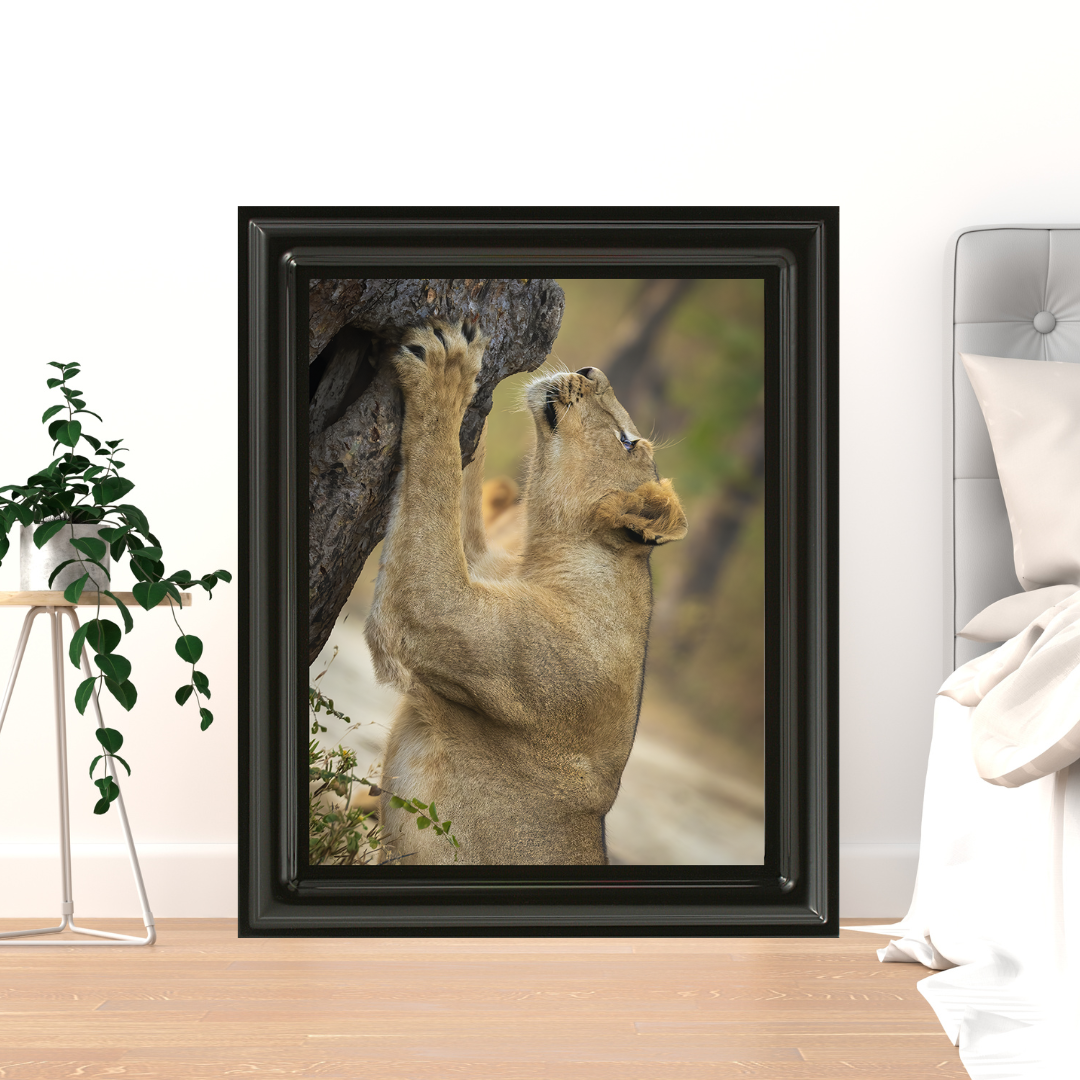 Reaching for the Wild – Lioness Fine Art Wildlife Photography Print