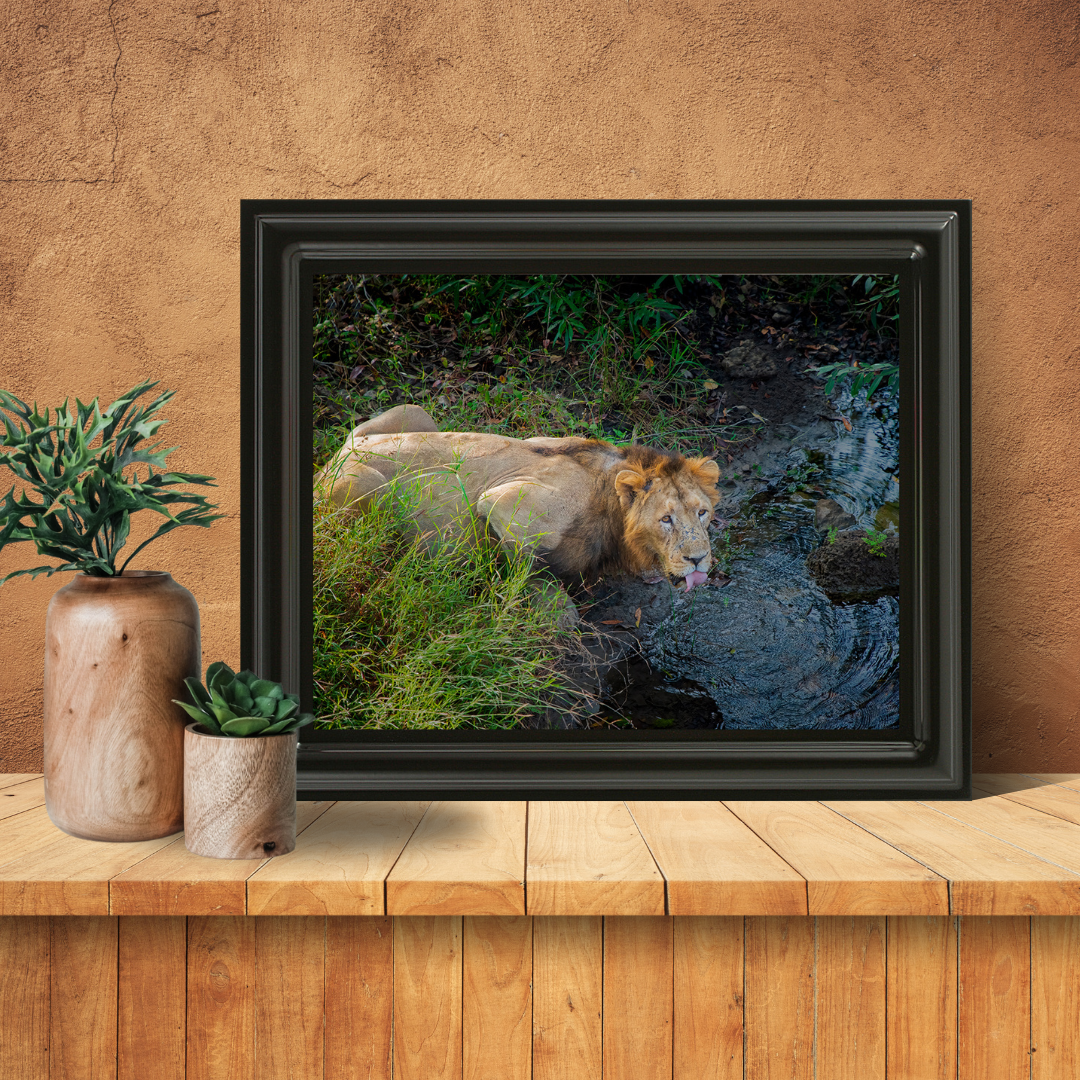 The Thirst of a King – Lion Fine Art Wildlife Photo Fine Art for Collectors