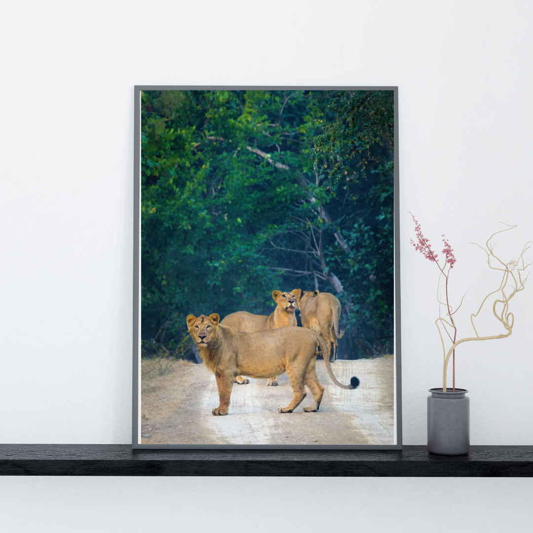 Sentinels of the Jungle – Lion Pride Fine Art Photography