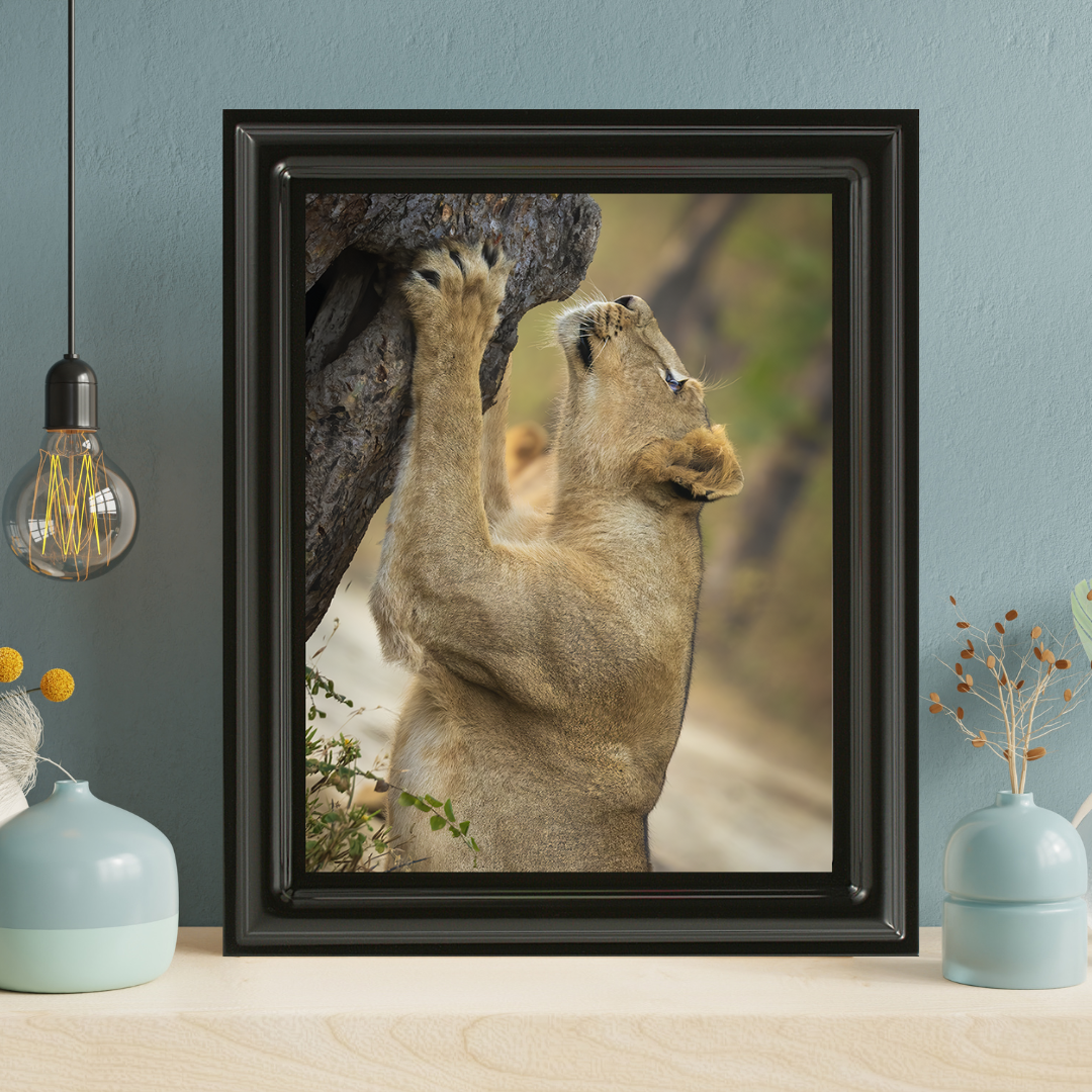 Reaching for the Wild – Lioness Fine Art Wildlife Photography Print