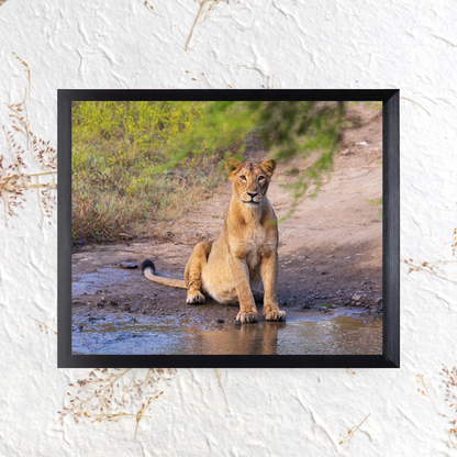 Guardian of the Trail – Lioness Wildlife Art Print