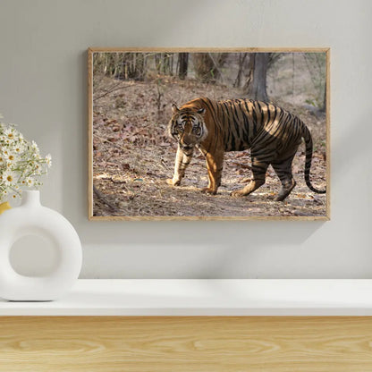 Tiger Securing Its Territory