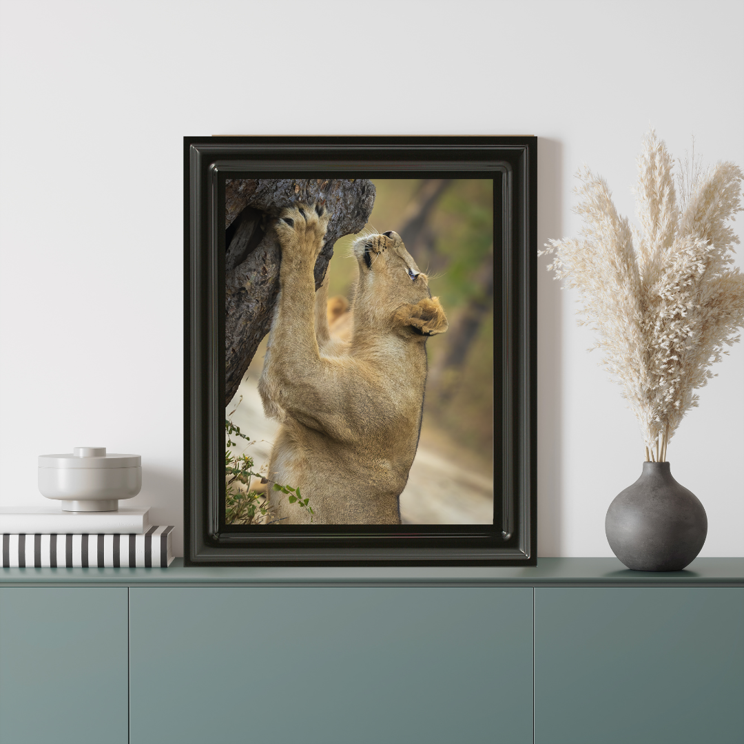 Reaching for the Wild – Lioness Fine Art Wildlife Photography Print
