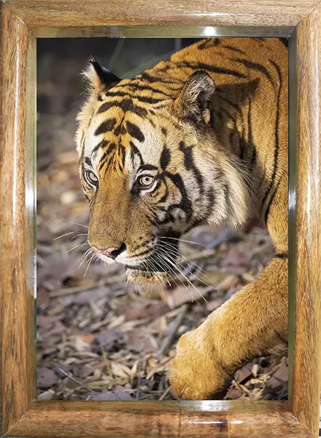 The Rival's Glare — Tiger Cubs, Fine Art Photography | Limited Edition