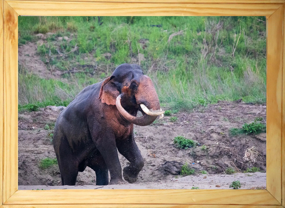 The Gaj — Elephant, Fine Art Photography | Limited Edition