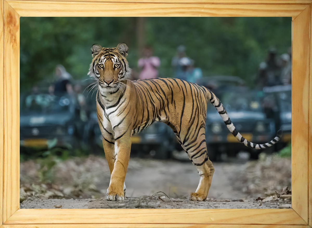 First Steps — Tiger Cub, Fine Art Photography | Limited Edition