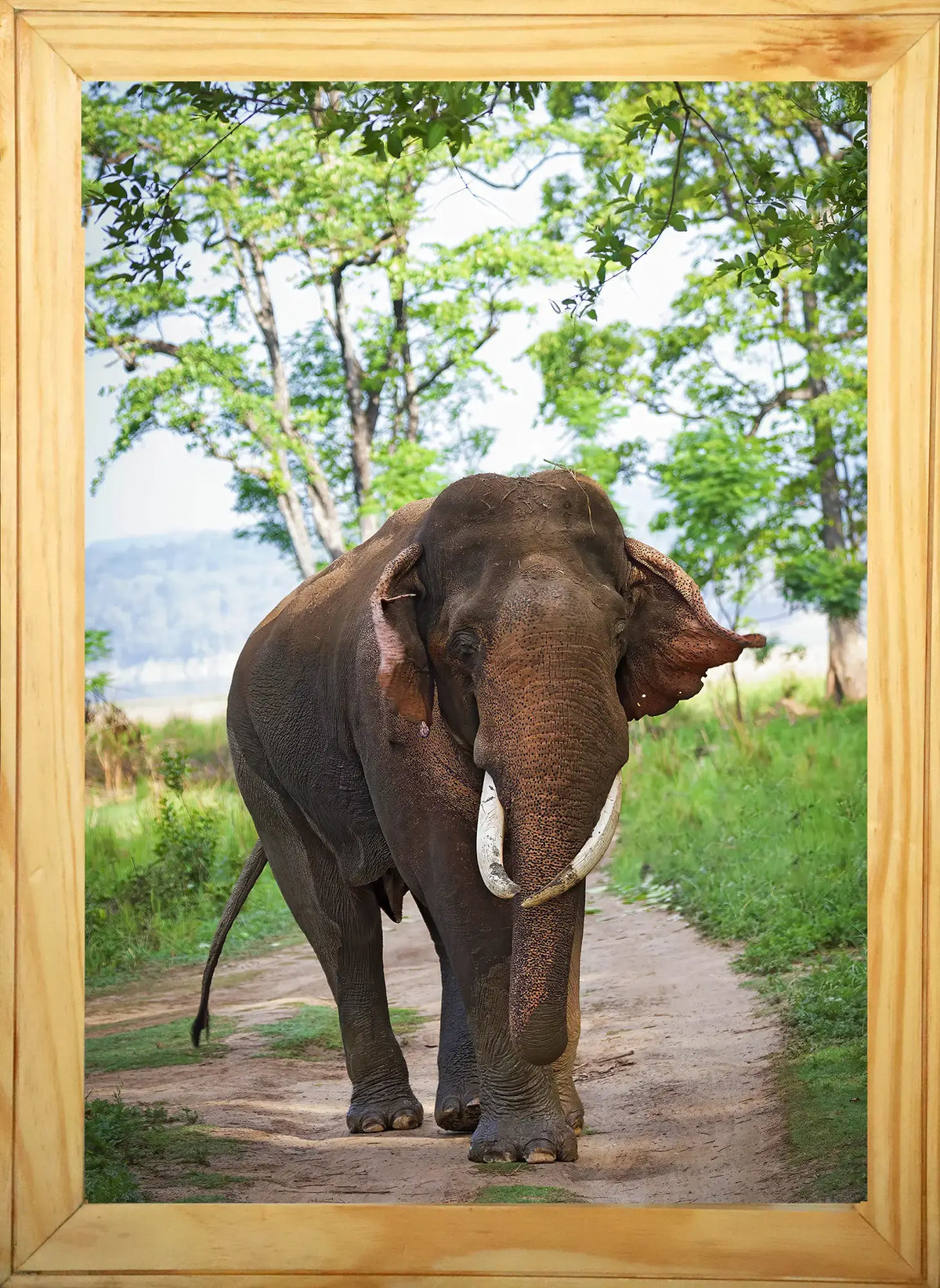 The Return — Elephant, Fine Art Photography | Limited Edition