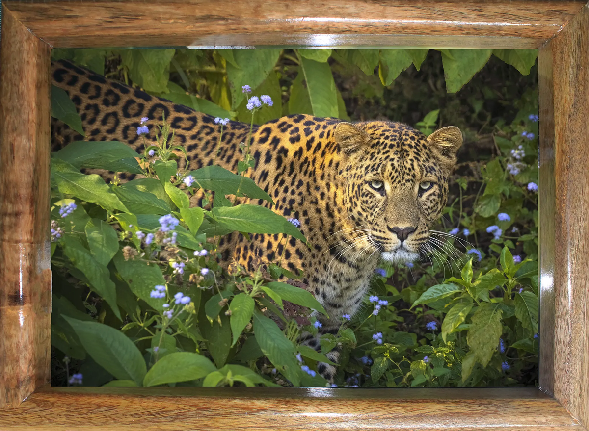 Eye to Eye with the Phantom — Leopard, Fine Art Photography | Limited Edition