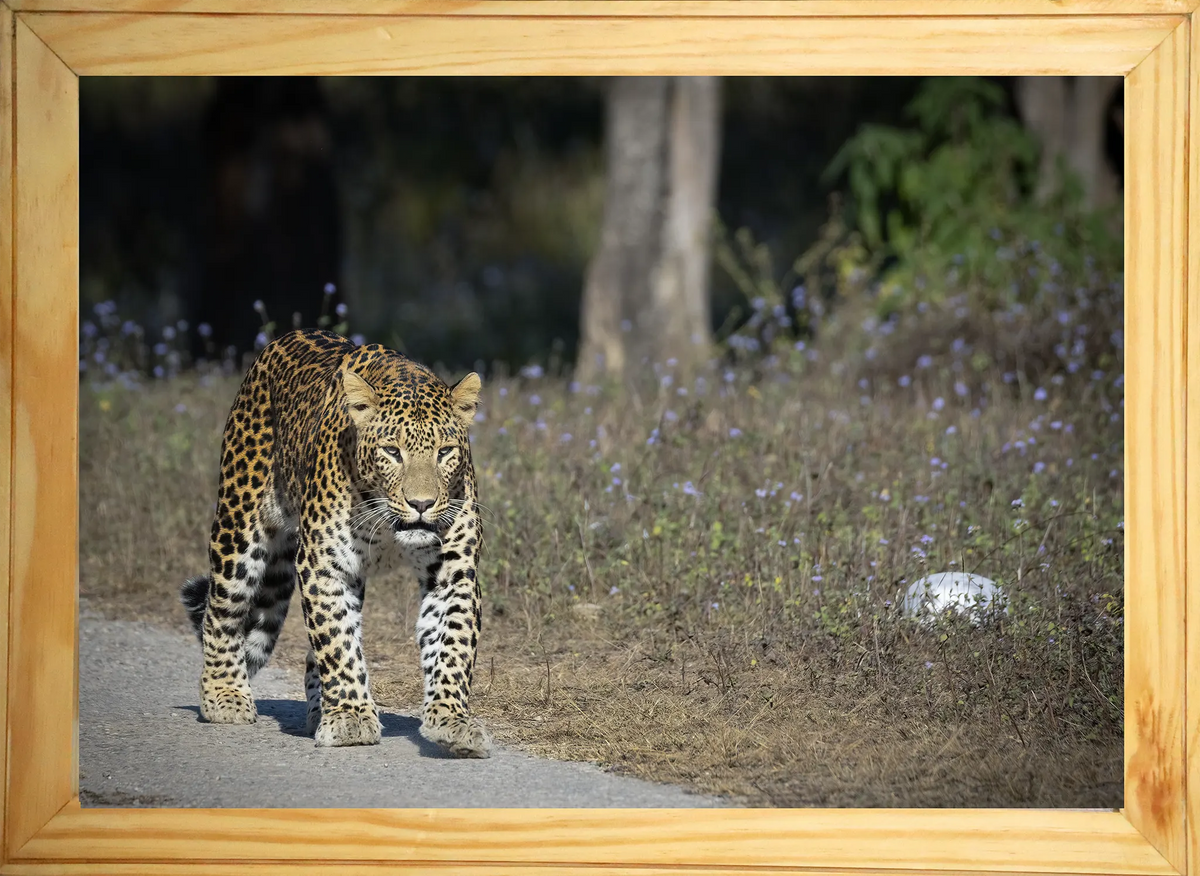 A Head-On with the Ghost of Rajaji — Leopard, Fine Art Photography | Limited Edition