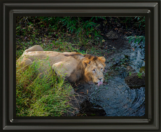 The Thirst of a King – Lion Fine Art Wildlife Photo Fine Art for Collectors